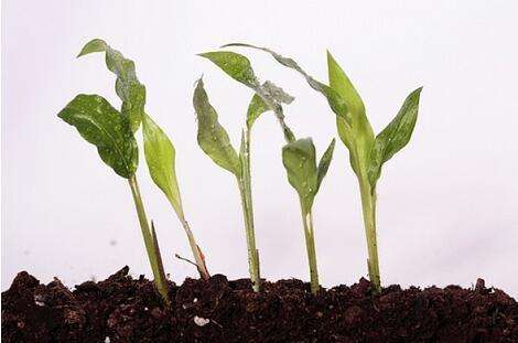 人工植物生长调节剂优点